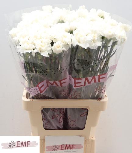 Dianthus standaard Everest