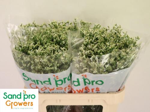 Limonium sinensis Cool Diamond