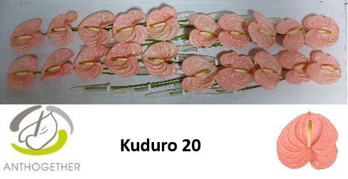 Anthurium (Andreanum Grp) Kuduro