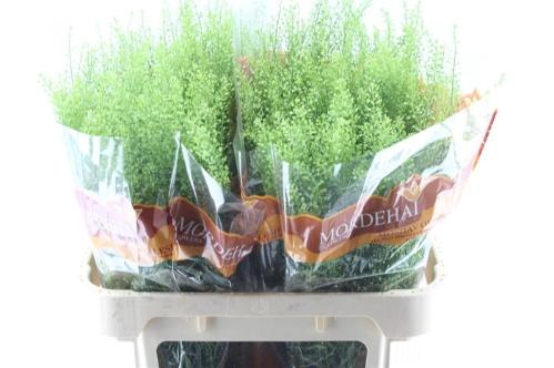 Thlaspi Green Bell