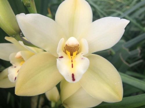 Cymbidium mini per tak Earlysue 'Paddy'