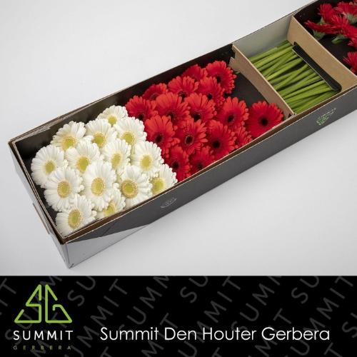 Gerbera mini gemengd op rij