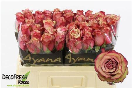 Rosa grootbloemig Vintage