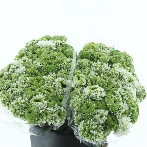 Ranunculus asiaticus Pon-Pon Igloo