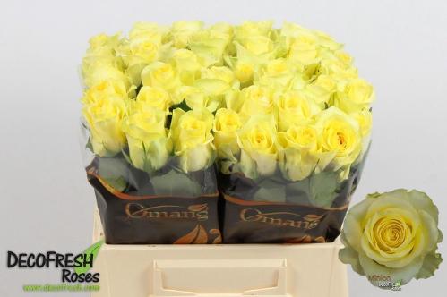 Rosa grootbloemig Minion Rose