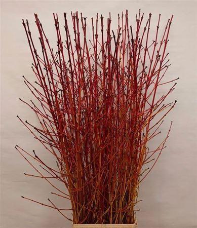 Cornus sanguinea 'Winter Beauty'