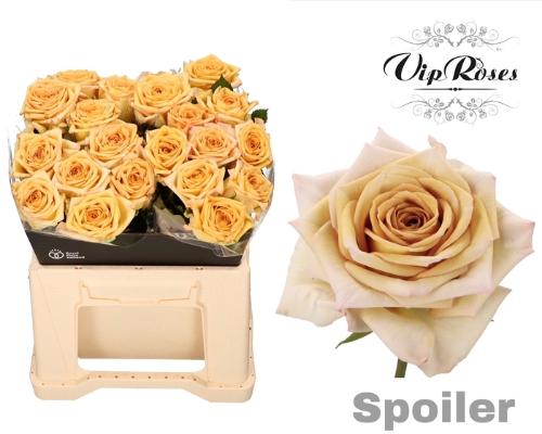 Rosa grootbloemig Spoiler!