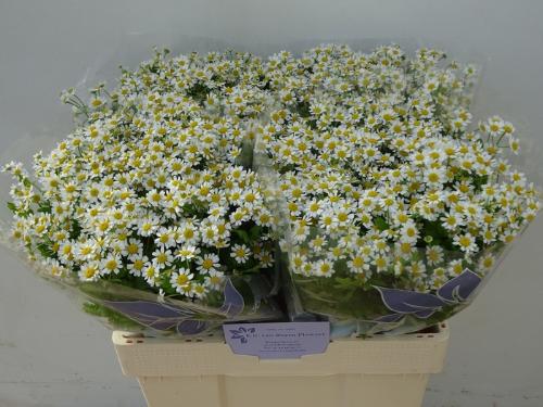 Tanacetum parthenium Cameron