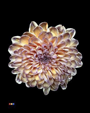 Chrysanthemum Indicum Grp tros kas kleurbehandeld H%