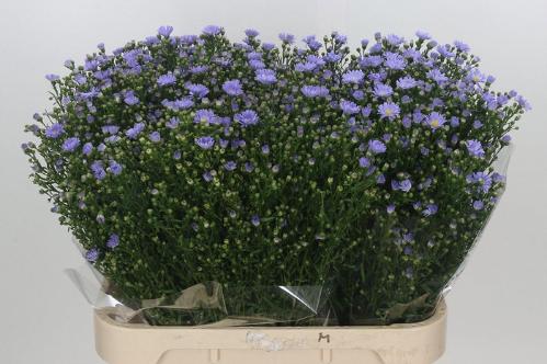 Aster Universum Grp 'Cassandra'