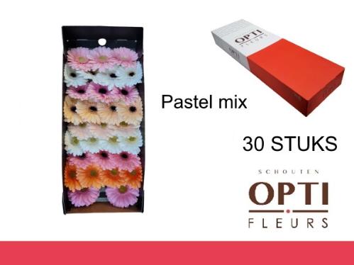 Gerbera mini gemengd