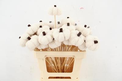 Huis en tuindecoratie overig H%