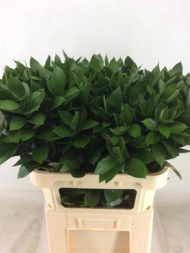 Ruscus hypophyllum (groot blad)
