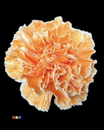 Dianthus standaard kleurbehandeld H%