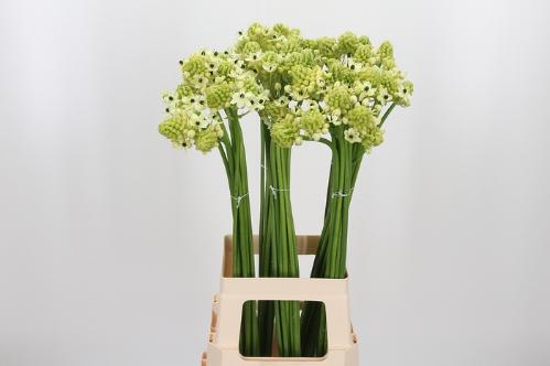 Ornithogalum saundersiae kleurbehandeld H%