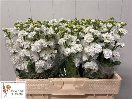 Matthiola incana StoX White