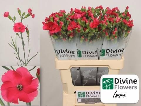 Dianthus tros Solomio Imre