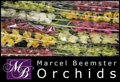 Cymbidium mini per tak gemengd