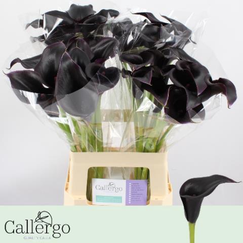 Zantedeschia 'Cantor'