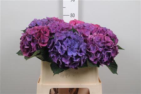 Hydrangea macrophylla Royal Anne