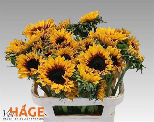 Helianthus annuus 'Pro Cut Bi-colour'