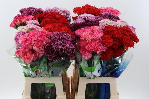 Dianthus standaard gemengd in fust