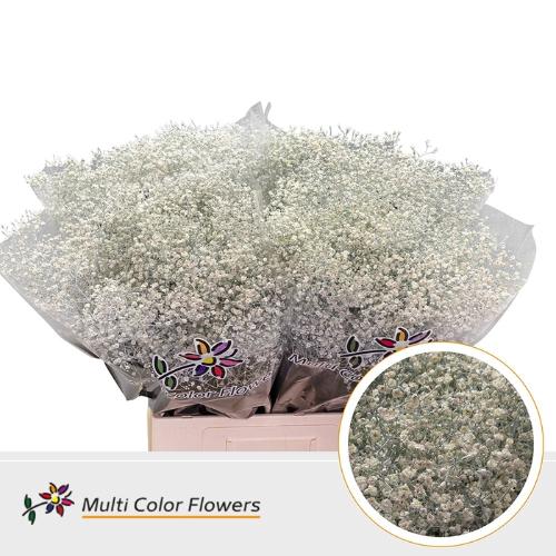 Gypsophila overig kleurbehandeld H%