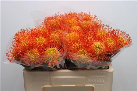 Leucospermum 'Naomi' kleurbehandeld H%