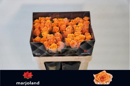 Rosa grootbloemig Novi!