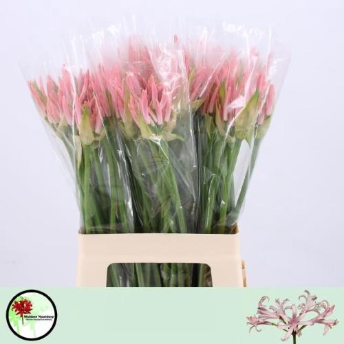 Nerine Bowdenii Grp 'Vesta K'