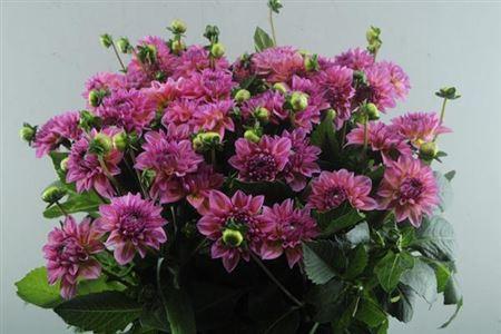 Dahlia Decor Grp 'Esli'
