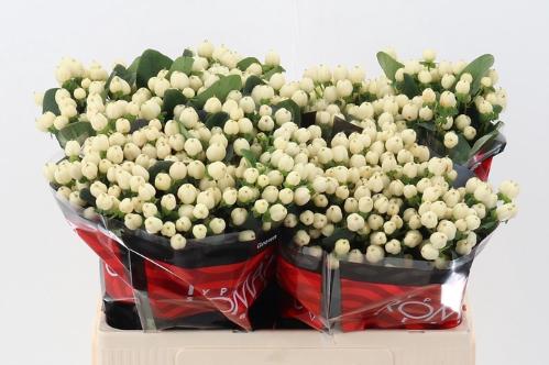 Hypericum androsaemum Cool Romance