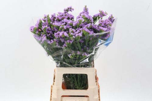 Limonium sinuatum Tessa Malva