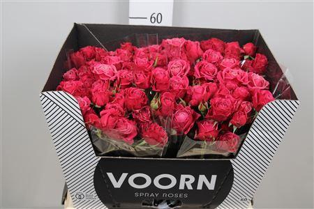 Rosa tros Party Trendsetter