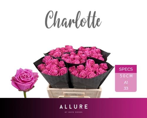 Rosa grootbloemig Tantau’s Charlotte