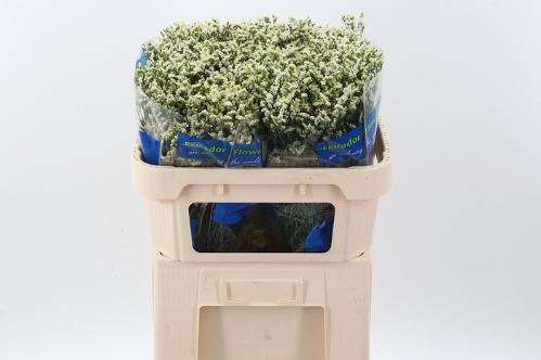 Limonium sinensis Sensi Pi