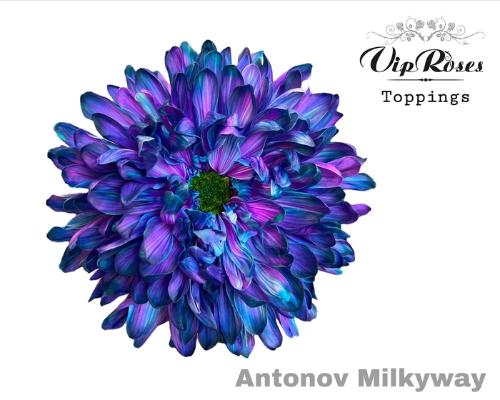 Chrysanthemum geplozen kas kleurbehandeld H%