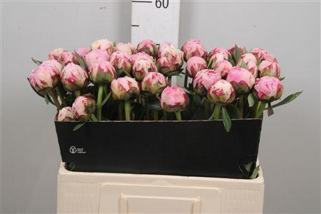 Paeonia Lactiflora Grp 'Sarah Bernhardt'