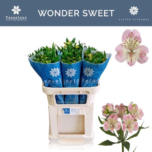 Alstroemeria Wonder Sweet