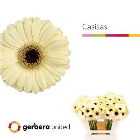 Gerbera mini Casillas+