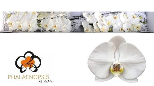 Phalaenopsis per bloem 'Sensation White'