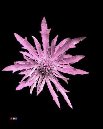 Eryngium alpinum kleurbehandeld H%