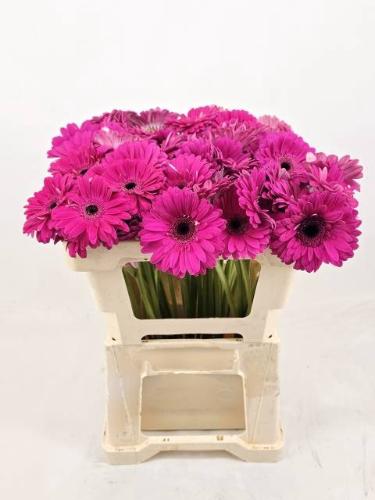 Gerbera grootbloemig Bon Dia
