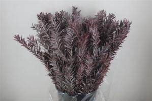 Acacia baileyana bloeiend per bos 'Purpurea'Dealbata Grp