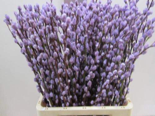 Salix kleurbehandeld H%