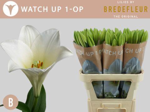 Lilium longiflorum 'Watch Up'