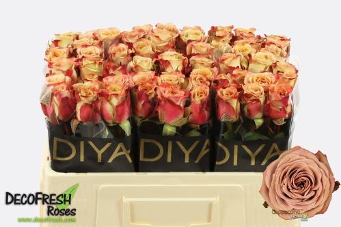 Rosa grootbloemig Cappuccino