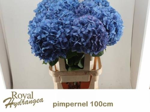 Hydrangea macrophylla 'Pimpernel'