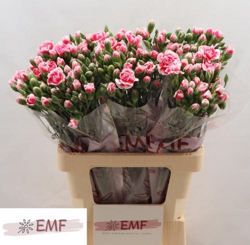 Dianthus tros Cosmocherry