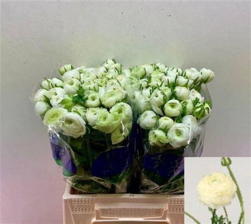 Ranunculus asiaticus 'Elegance White'